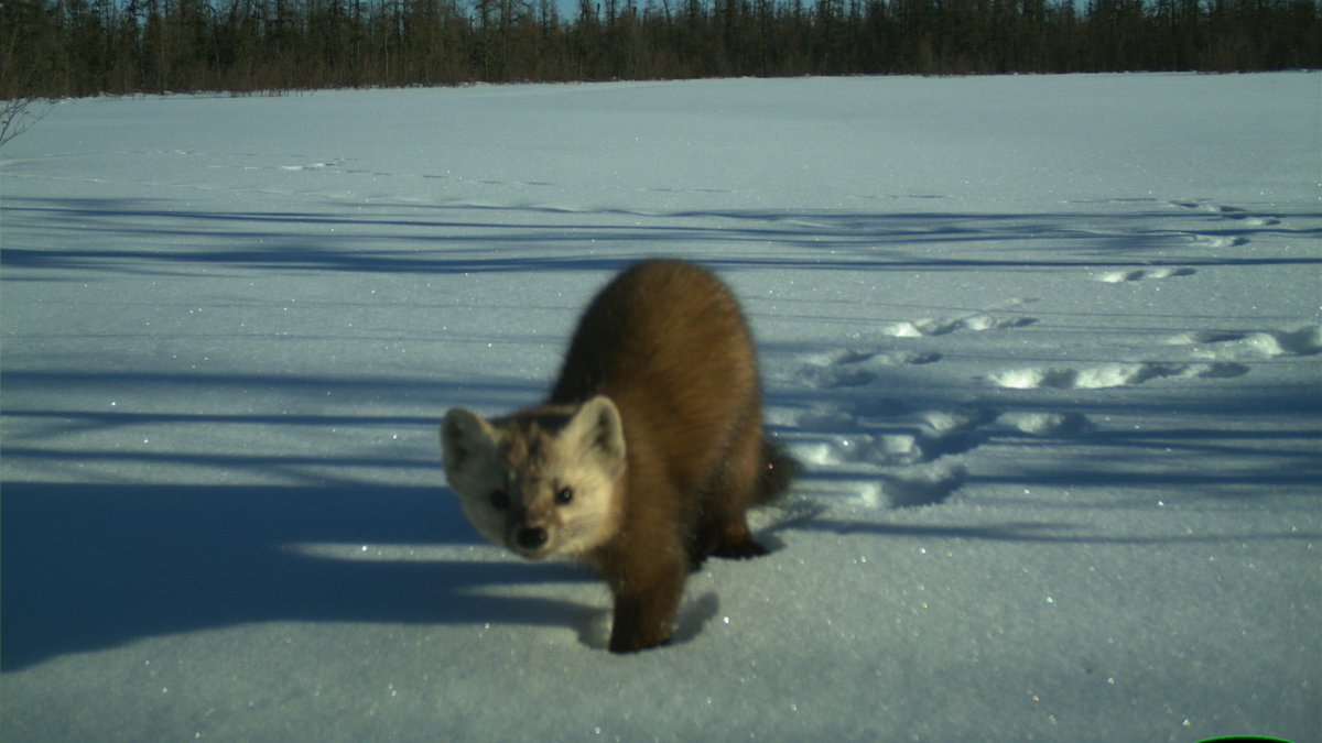 Do you have #cameratrap detections of mesocarnivores in British Columbia? It's not too late to contribute to the Mesocarnivore Distribution Modeling project, but hurry!  wildcams.ca/blog/mesocarni…