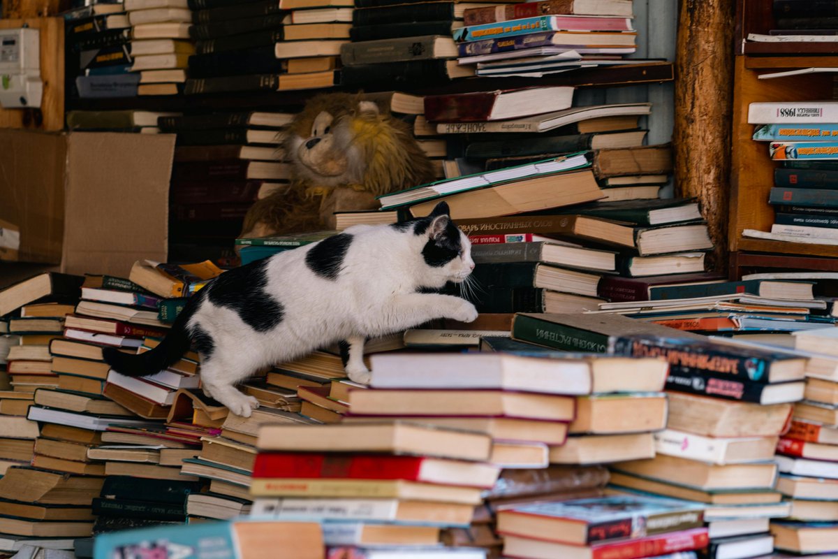 Dettsforpets's tweet image. Climbing opportunities: Cats love vertical spaces. Install cat trees, shelves, or window perches to give them safe spots to climb, play, and observe.
#ClimbingCats #CatTrees #VerticalSpaces #CatCare #HappyCat #PetTips #CatLovers #KittyJoy #FurryFriends #PetHacks #CatWellness
