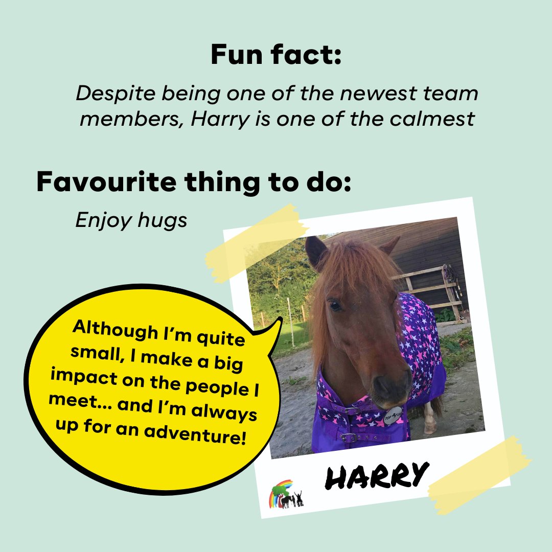 archerproject's tweet photo. Rescue ponies Harry and Leo have been visiting #ArcherProject for pony therapy which helps reduce stress and anxiety, encourages enthusiasm and communication, and improves wellbeing 😍

Find out more about this fantastic duo at: https://t.co/RcLftUtzVA 🐴 https://t.co/BFxXnJKw0h