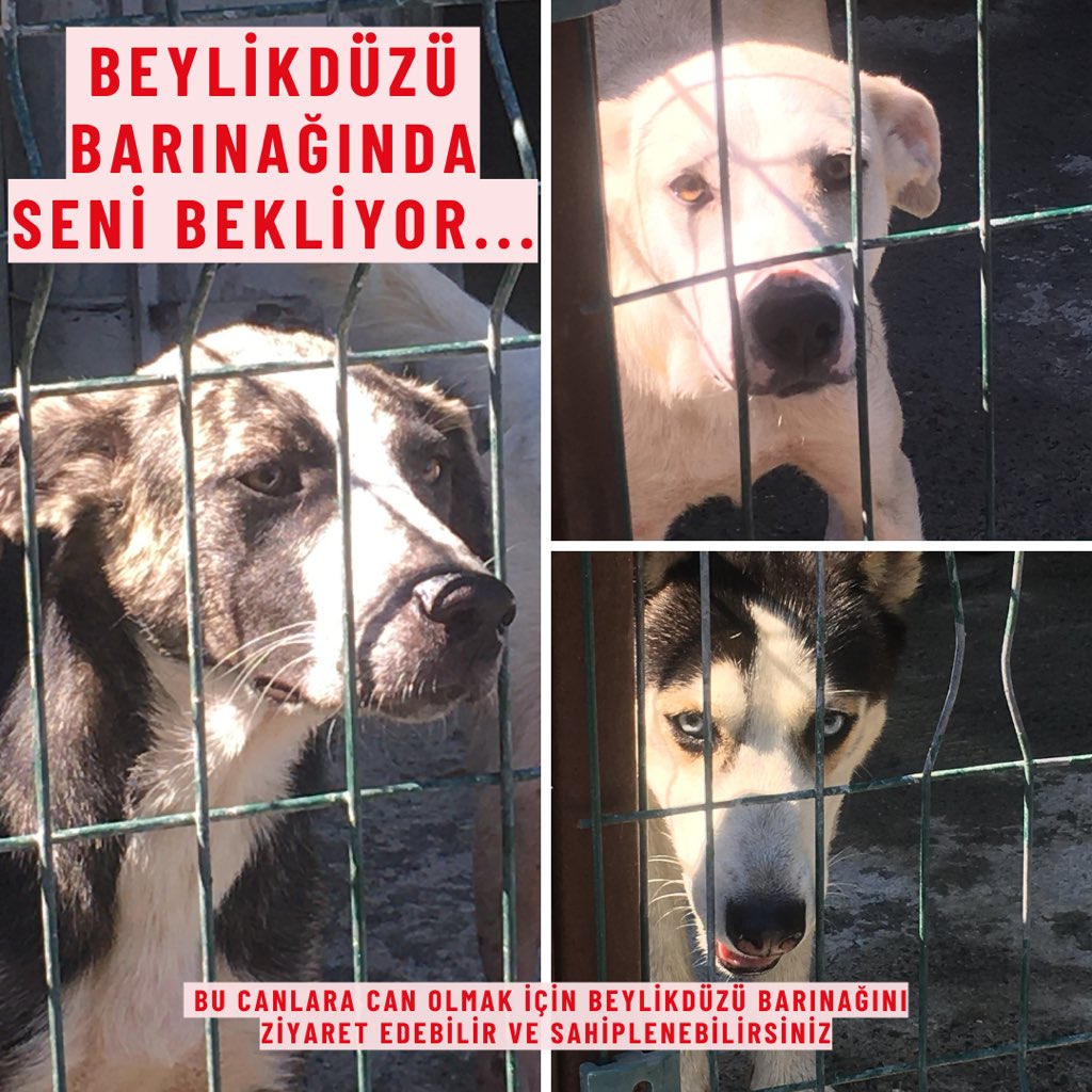 gunesimo's tweet photo. Barınak köpeği yoktur, barınağa hapsedilmiş can vardır. Bu çocukların hepsi bir şekilde kafese tıkılmış, terk edilmiş melekler. Gözümüzün içine bakıyorlar kurtarılmak için. #beylikdüzübarınak canları #yuva arıyor.  #barınakölümkampı #KatliamAnayasayaAykırı https://t.co/MzXkTMl1TP