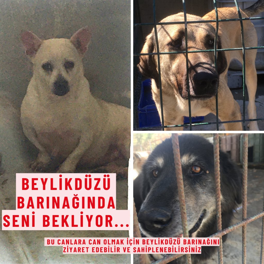 gunesimo's tweet photo. Barınak köpeği yoktur, barınağa hapsedilmiş can vardır. Bu çocukların hepsi bir şekilde kafese tıkılmış, terk edilmiş melekler. Gözümüzün içine bakıyorlar kurtarılmak için. #beylikdüzübarınak canları #yuva arıyor.  #barınakölümkampı #KatliamAnayasayaAykırı https://t.co/MzXkTMl1TP