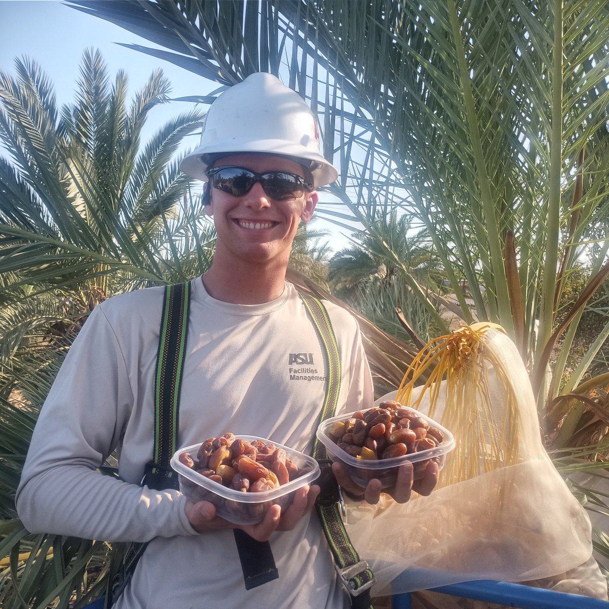August 16th and Josh fresh harvested a hand full of early ripening Khir and ASU dates.
