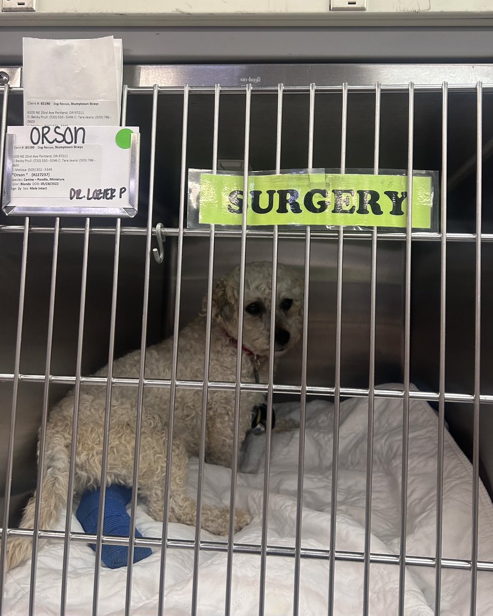 WeRateDogs tweet media