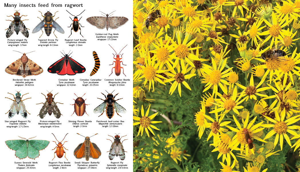 I have been illustrating insects which can be found buzzing &amp; scuttling around ragwort. This cheerful wildflower sustains an astounding array of different insect species! This is just a tiny selection.