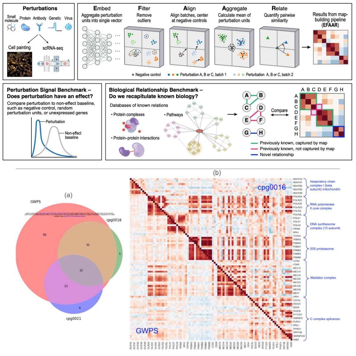 RecursionPharma's tweet photo. An updated preprint reveals how scientists at Recursion & @Genentech make digital #maps of #biology –  scaling genetic perturbation techniques w/ high-dimensional assays such as cellular microscopy & RNA sequencing to create “maps” that both capture known biological relationships & uncover new associations that can lead to new therapeutic discoveries. Learn more: https://t.co/hqSWugGgsk @bertonearnshaw
@ImranSHaque
