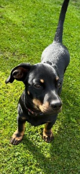 millypod1's tweet photo. π15 AUG 2024 #Lost ROCKY #ScanMe
ELDERLY BLACK & TAN Dachshund Cross Male
#Withnell Borough of #Chorley #Lancashire #PR6 https://t.co/wgEn3nNpYT https://t.co/yRsVWQUFDx