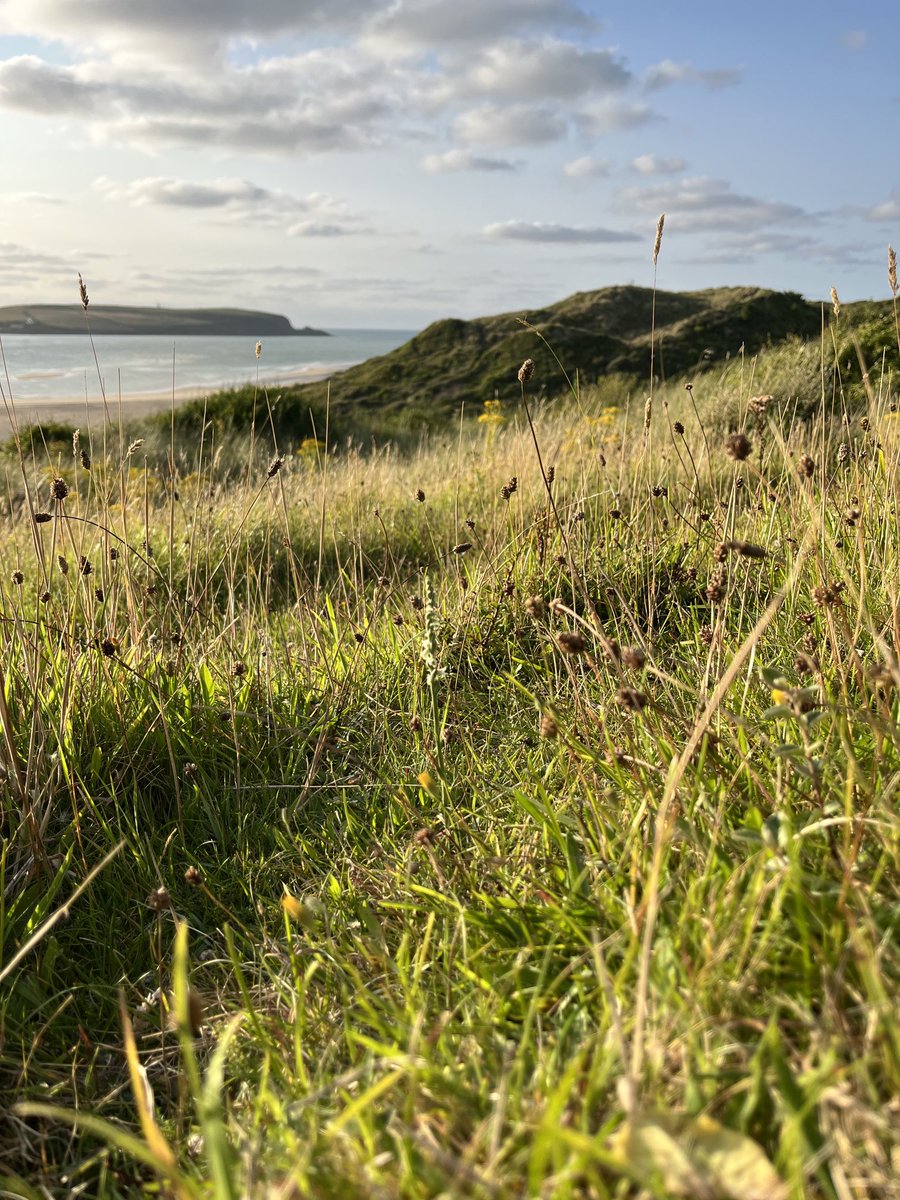 A view of the Camel Estuary from Rock, oh and a little spirally flower too.