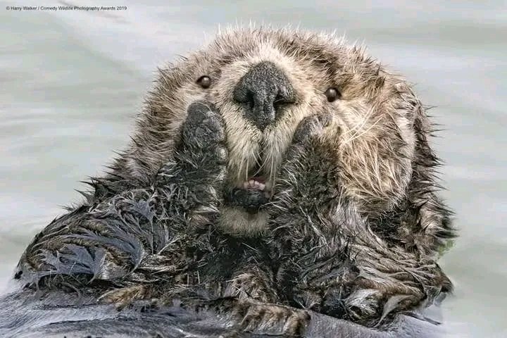 19) name the animal