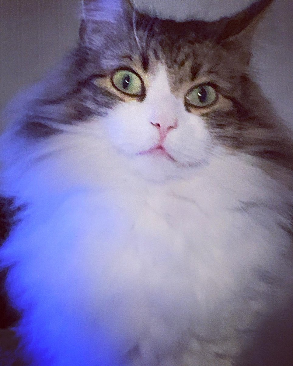 Scousebuttons's tweet photo. Still very much missed. She was my little headache but a good kind ❤️ https://t.co/1qcZ8RqKJw
