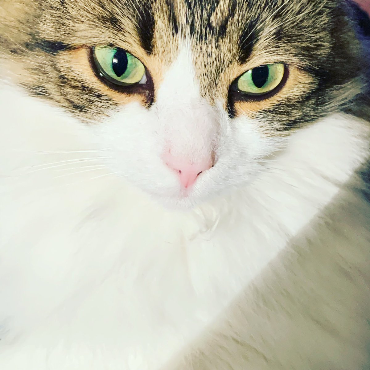Scousebuttons's tweet photo. Still very much missed. She was my little headache but a good kind ❤️ https://t.co/1qcZ8RqKJw
