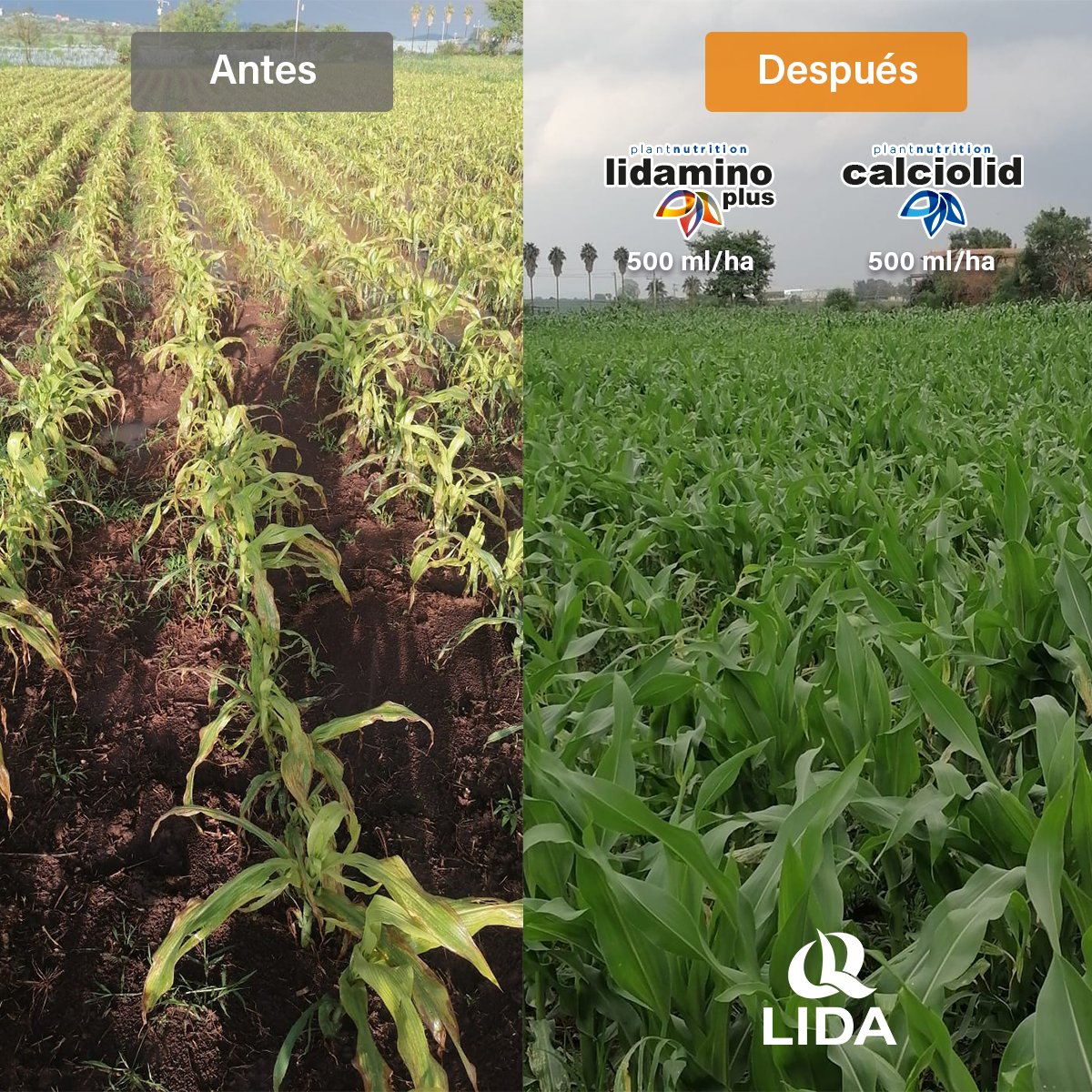 LIDADEMEXICO's tweet photo. La intoxicación por herbicidas es un problema recurrente ya sea por deriva desde campos vecinos o por un inadecuado uso en nuestra propia parcela. En LIDA contamos con dos poderosas herramientas para ayudarte a una desintoxicación rápida y eficiente: #Lidamino y #Calciolid https://t.co/w39nc4X0P1