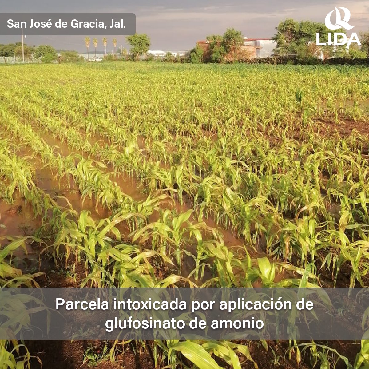 LIDADEMEXICO's tweet photo. La intoxicación por herbicidas es un problema recurrente ya sea por deriva desde campos vecinos o por un inadecuado uso en nuestra propia parcela. En LIDA contamos con dos poderosas herramientas para ayudarte a una desintoxicación rápida y eficiente: #Lidamino y #Calciolid https://t.co/w39nc4X0P1