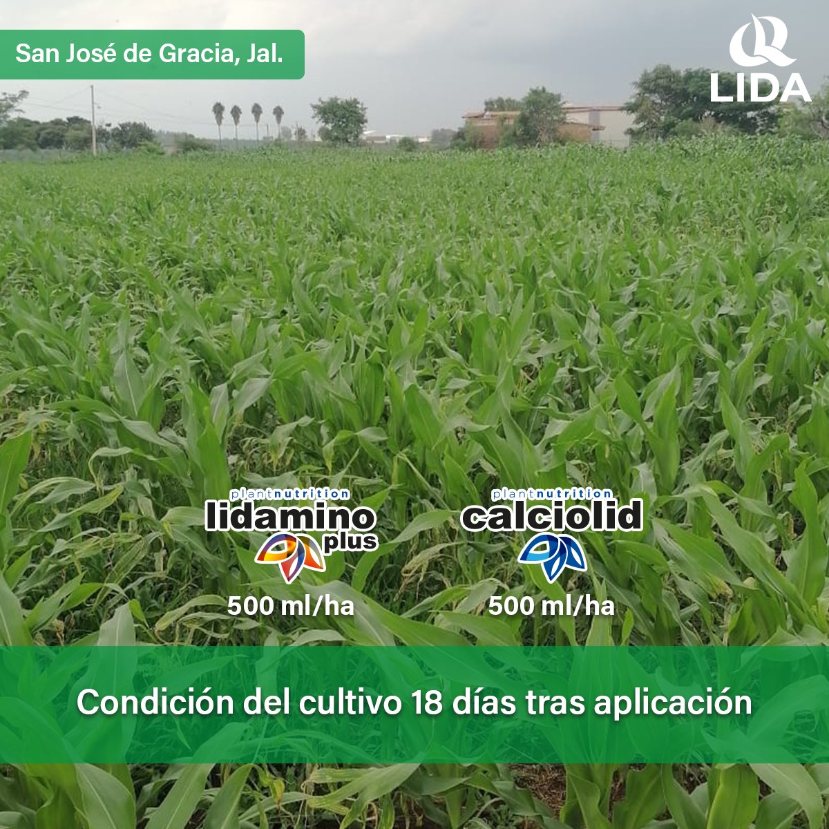 LIDADEMEXICO's tweet photo. La intoxicación por herbicidas es un problema recurrente ya sea por deriva desde campos vecinos o por un inadecuado uso en nuestra propia parcela. En LIDA contamos con dos poderosas herramientas para ayudarte a una desintoxicación rápida y eficiente: #Lidamino y #Calciolid https://t.co/w39nc4X0P1