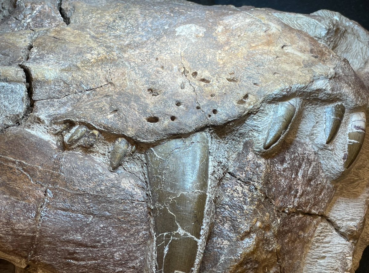 Christian A. Sidor (@christiansidor) on Twitter photo Check out the maxillary foramina on this gorgonopsian specimen from the Permian of Zambia. Excellent preparation by Prim <a href="/burkemuseum/">Burke Museum of Natural History and Culture</a> #FossilFriday Check out the maxillary foramina on this gorgonopsian specimen from the Permian of Zambia. Excellent preparation by Prim <a href="/burkemuseum/">Burke Museum of Natural History and Culture</a> #FossilFriday