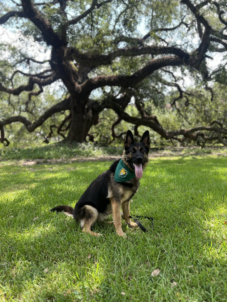SoutheasternUPD's tweet photo. Happy 𝑭𝒓𝒊𝒅𝒂𝒚, 𝙻𝙸𝙾𝙽𝚂!
We can’t wait to have you back on campus next week!

#fallsemester #K9Jula #SLUPD #blueandyou https://t.co/LgpAdvOwQp