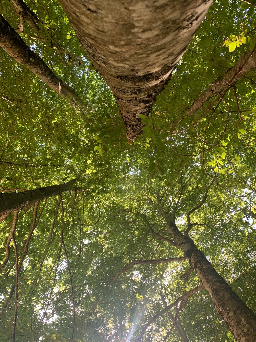 Animaespirito's tweet photo. L’importanza degli alberi 🌳 in estate con gradazioni alte 🥵
#alberi #panormo #bosco #rifugio https://t.co/XFVz81AKHJ