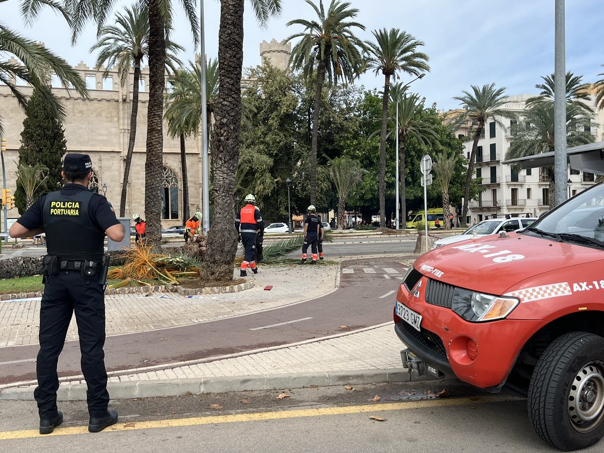 PoliciAPB_SPPLB's tweet image. Colaboración de los compañeros 👨‍🚒@bombersdepalma por palmera 🌴 caída en el Puerto de #Palma de #Mallorca

#serviciopublico #policia #puerto