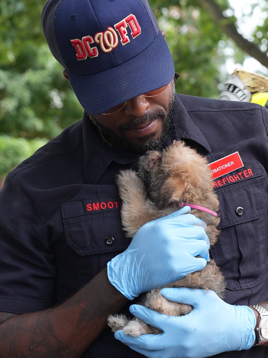 PenguinSix's tweet photo. Medical teams from ⁦@dcfireems⁩ provided aid to two dogs pulled from a burning building in SW. 8 total were in the building, six saved by the owner and two by fire and police officers. https://t.co/4yzYr58wyr