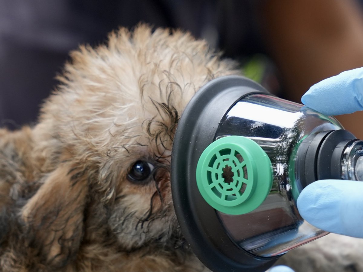 PenguinSix's tweet photo. Medical teams from ⁦@dcfireems⁩ provided aid to two dogs pulled from a burning building in SW. 8 total were in the building, six saved by the owner and two by fire and police officers. https://t.co/4yzYr58wyr