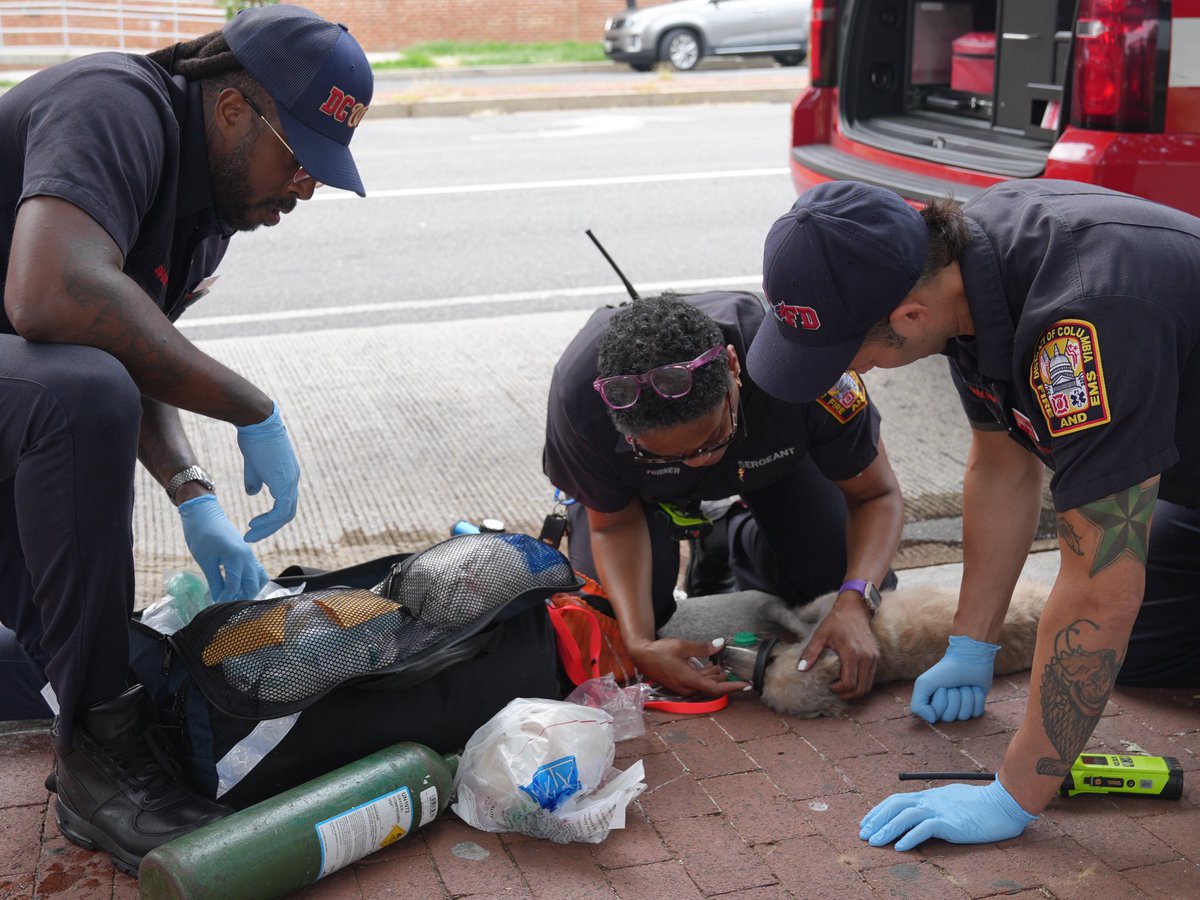Medical teams from ⁦<a href="/dcfireems/">DC Fire and EMS Department</a>⁩ provided aid to two dogs pulled from a burning building in SW. 8 total were in the building, six saved by the owner and two by fire and police officers.