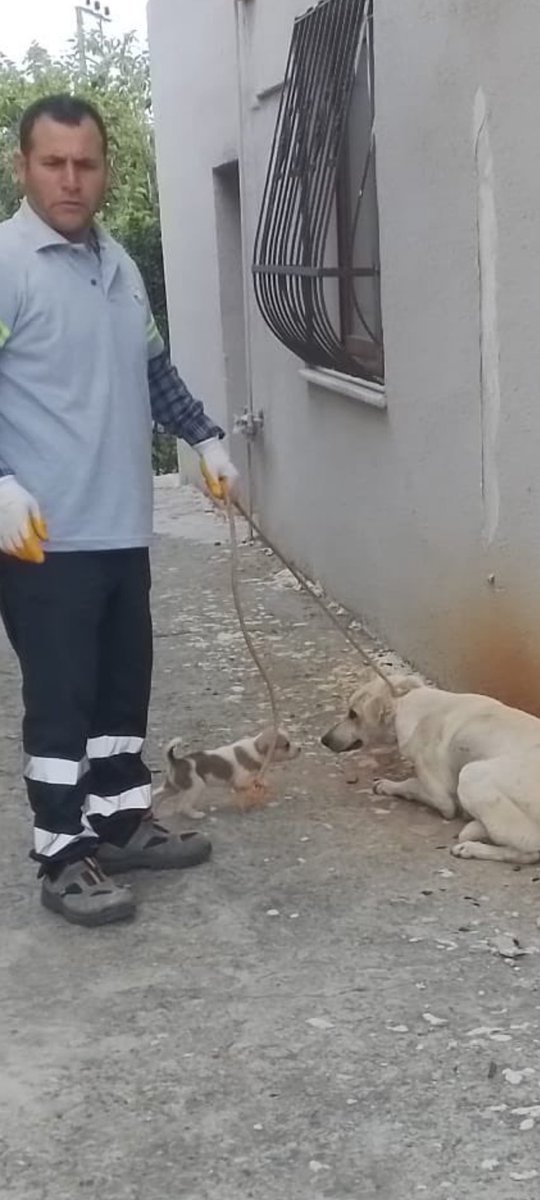 PhaedraXTeddy's tweet photo. "Im a POS #dogcatcher, collecting #EnemiesOfTheState from #Turkey, like MOM here."
She'll get destroyed and I don't mean #PTS. Puppies often get plastic bagged by unthinking dogcatchers carrying out insane new #TurkishDogCatMassacreLaw , passed against will of the people. #BoycottTurkey.