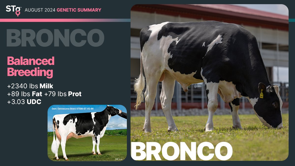 STgenetics's tweet photo. BRONCO from #STgenetics is a #BalancedBreeding Sire who brings a great deal of production along with a right leaning linear chart! #BRONCO is +3105 GTPI +1049 NM$ +2340 Milk +168 CFP +2.35 GPTAT +3.03 UDC. Available in #Ultraplus™. More: https://t.co/6CnYD4buiA https://t.co/fRjCMkXIt7