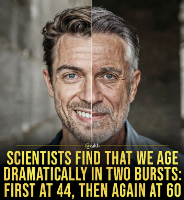 New study: Humans age in two major waves at 44 and 60. 

44: greater difficulty metabolizing caffeine, alcohol, fats. |

60: difficulty with sweets, pastries, pasta. 

Aging is non-linear, happening in bursts. Esp important to maintain health practices in these windows.