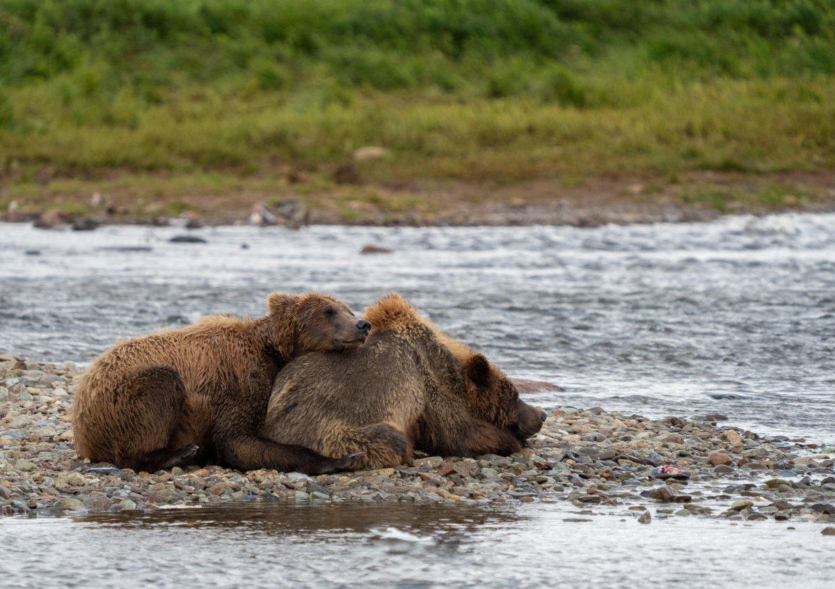See how these cubs cuddle together? Very demure. Very cutesy. 

NPS Photo/ F. Jimenez