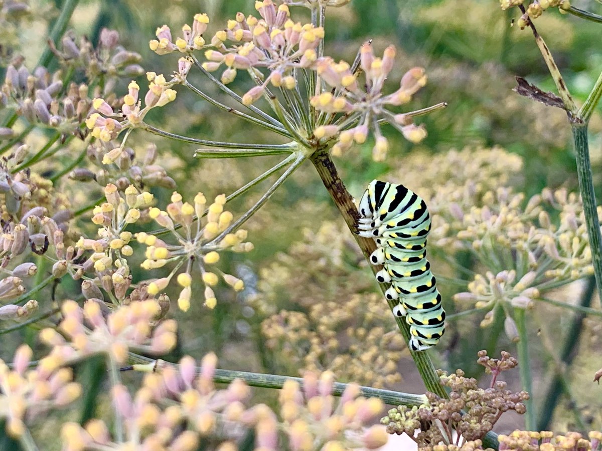 Dr. Jonathan Kolby (@myfrogcroaked) on Twitter photo I love gardening to grow food, but nothing makes me happier than growing habitats for wildlife at the same time. Weāve had tons of these swallowtail butterfly caterpillars at <a href="/ToadCreekFarm/">ToadCreekFarm</a> this season. These fennel #flowers have attracted such an abundance of wonderful #insects! I love gardening to grow food, but nothing makes me happier than growing habitats for wildlife at the same time. Weāve had tons of these swallowtail butterfly caterpillars at <a href="/ToadCreekFarm/">ToadCreekFarm</a> this season. These fennel #flowers have attracted such an abundance of wonderful #insects!