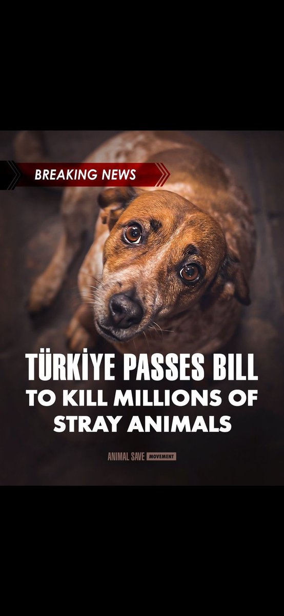 PhaedraXTeddy's tweet photo. "Im a POS #dogcatcher, collecting #EnemiesOfTheState from #Turkey, like MOM here."
She'll get destroyed and I don't mean #PTS. Puppies often get plastic bagged by unthinking dogcatchers carrying out insane new #TurkishDogCatMassacreLaw , passed against will of the people. #BoycottTurkey.