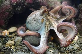At <a href="/ciwf/">Compassion in World Farming UK</a> we are calling on US Congress to ban octopus farming
It would simply be devastatingly cruel to intensively farm this extraordinary sea creature 
Dr Elena Lara <a href="/ciwf/">Compassion in World Farming UK</a> Senior Science &amp; Policy Advisor has joined 99 scientists to put a stop to it  #EndFactoryFarming