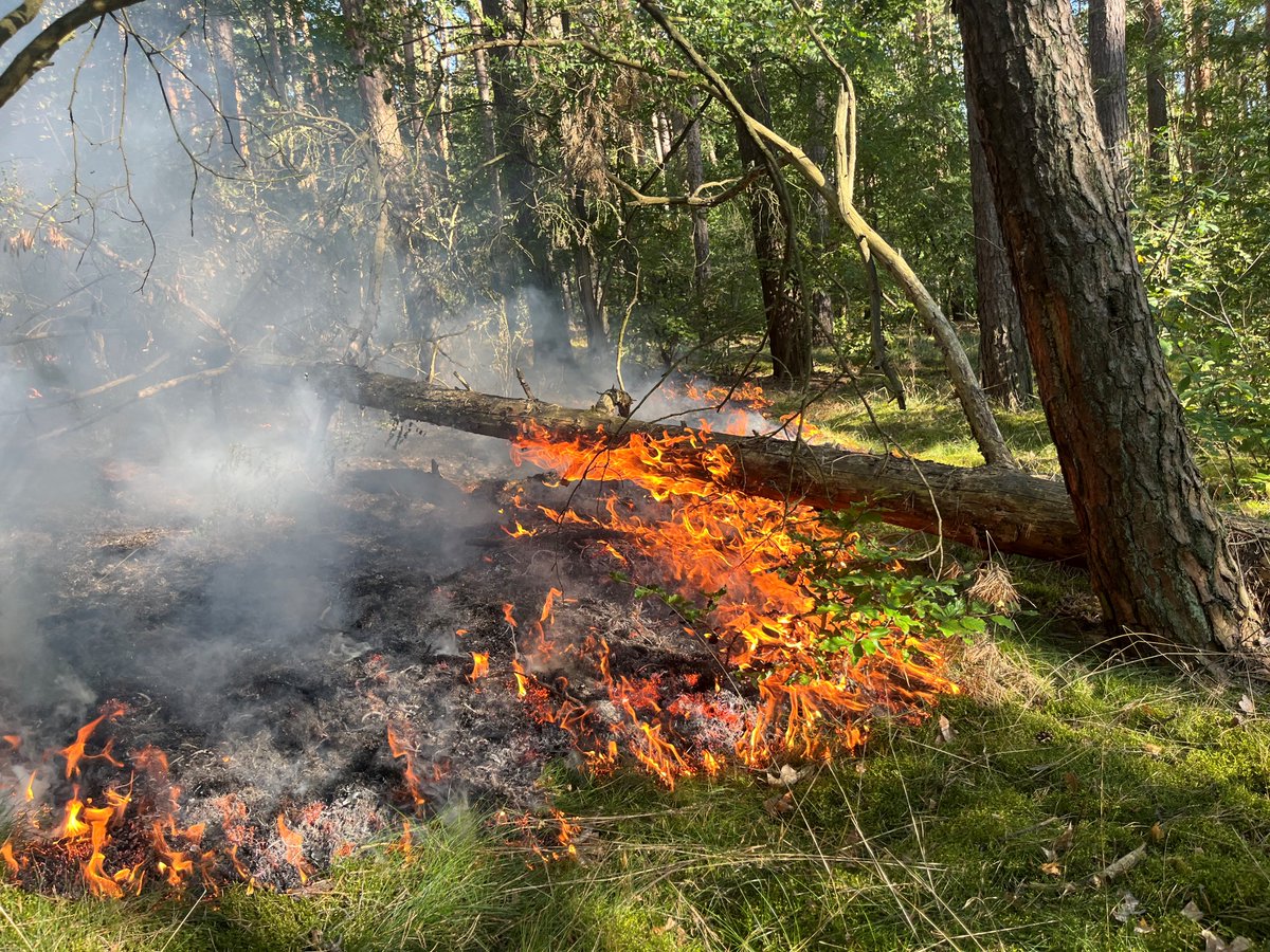 FwPotsdam's tweet photo. 🚨🔥 Aktuell sind wir bei einem gemeldeten Waldbrand in Potsdam West im Einsatz. Derzeit brennen etwa 1000m² Waldboden. Vor Ort sind die Führungskräfte der Berufsfeuerwehr Potsdam, die #FFBornim, die #FFBornstedt, die #FFFahrland sowie die #FFGolm und #FFGrube. 🚒🔥🚨 https://t.co/6FPZgKYlWX