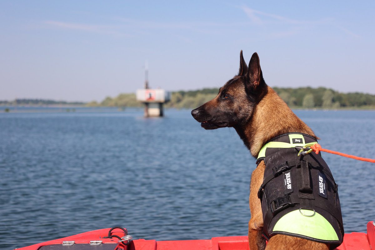 SDIS51's tweet image. 🐕 #SaintRoch est considéré comme le Saint patron des chiens et donc des unités cynophiles. 

L’équipe spécialisée du #SDIS51 est constituée de 6 sapeurs-pompiers professionnels et leurs 9 chiens. 

Bonne fête à notre équipe spécialisée !