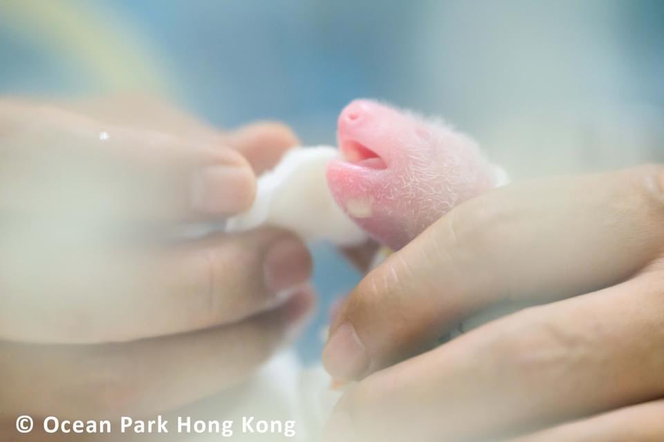 pandas_fr's tweet photo. 🐼 🇭🇰 Le parc zoologique @OCEAN_PARK a publié aujourd’hui de nouvelles photos des jumeaux nés hier 😍 Bravo à la mère #panda #YingYing qui fête ce 16 août ses 19 ans 🎂 et une grosse pensée aux soigneurs !
📸 #OceanPark #hkpanda
https://t.co/QYVgSCHpvu https://t.co/S7vupcWhNo