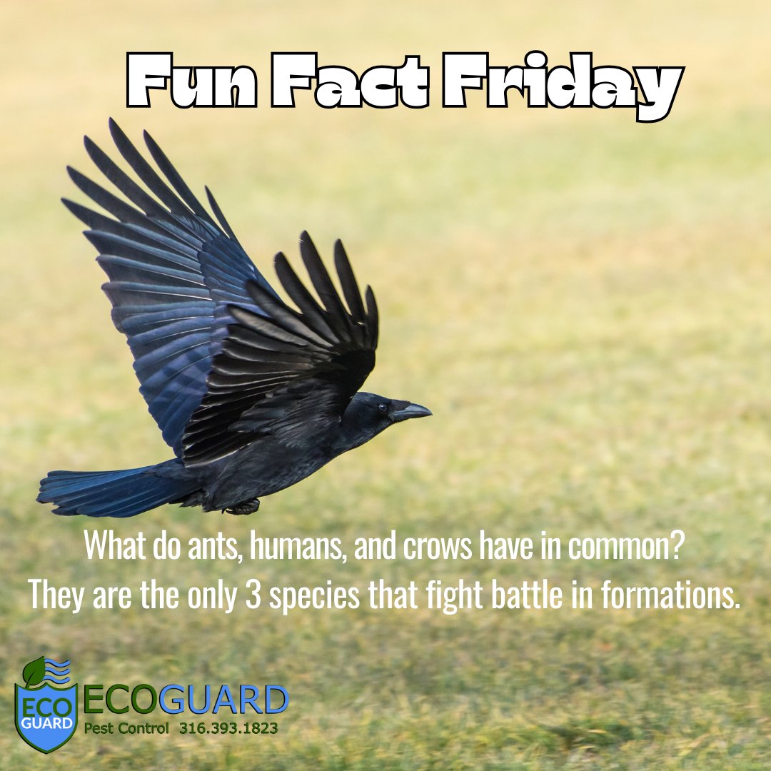 ecoguardkansas's tweet image. Who knew we had something in common with those pesky ants?

#funfactfriday #EcoGuardPestControl #ants