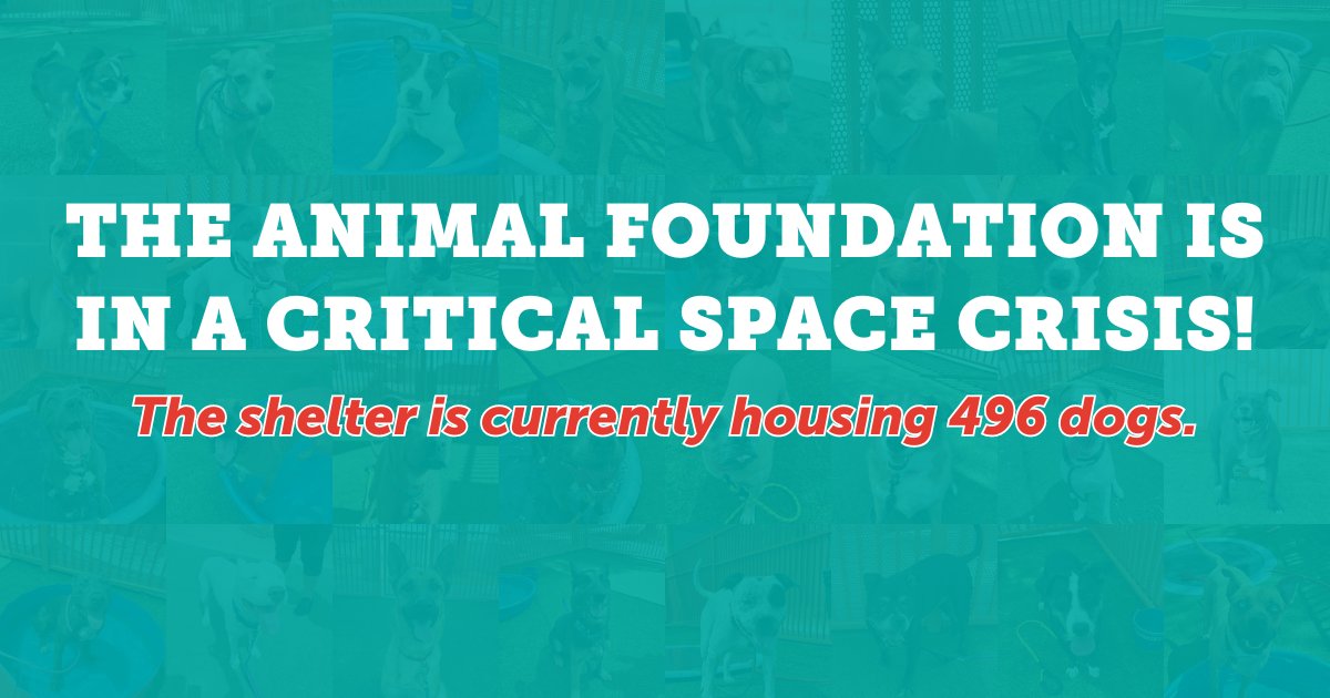 🚨 This morning, 496 dogs are in our shelter, and we're out of space for large dogs. Yesterday, 160 animals arrived at The Animal Foundation.

Visit our shelter now through Sunday, August 18 to pick up a foster dog to take home temporarily. Your help is critical.