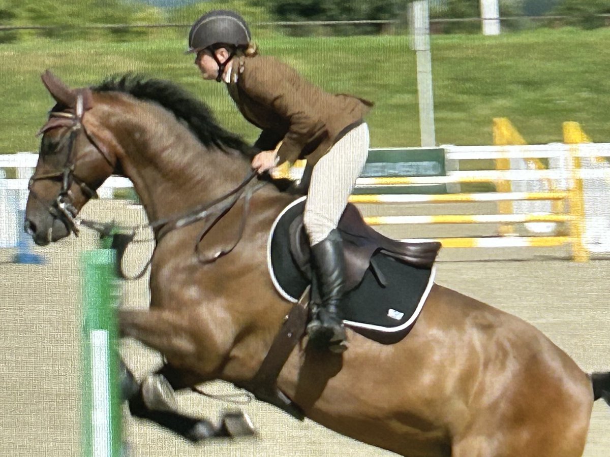 Jon Knighton (@jon_knighton) on Twitter photo Busy day today in Chepstow at the David Broome Equestrian centre for <a href="/RoyalNavy/">Royal Navy</a> Champs . An Army individual title winner. Maj Nicola Barge riding HummerIII <a href="/BFBSSport/">BFBS Sport</a> <a href="/ForcesNews/">BFBS Forces News</a> Busy day today in Chepstow at the David Broome Equestrian centre for <a href="/RoyalNavy/">Royal Navy</a> Champs . An Army individual title winner. Maj Nicola Barge riding HummerIII <a href="/BFBSSport/">BFBS Sport</a> <a href="/ForcesNews/">BFBS Forces News</a>