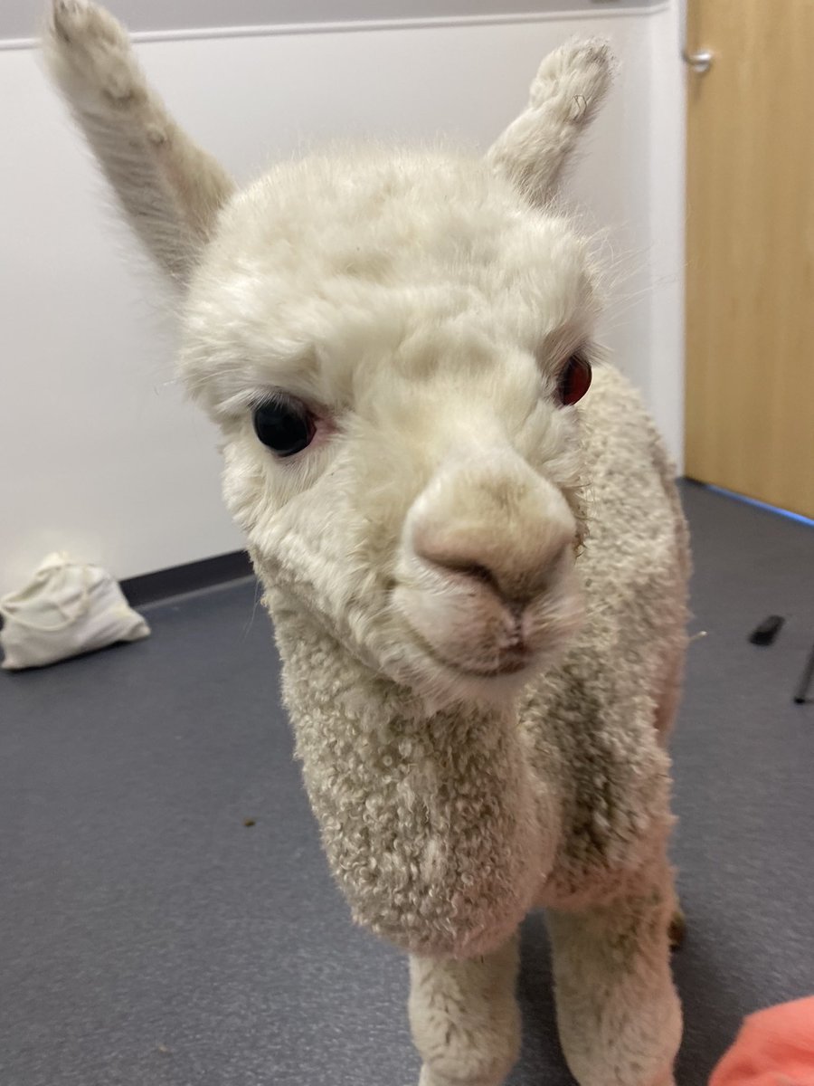Barnacre Alpacas tweet media