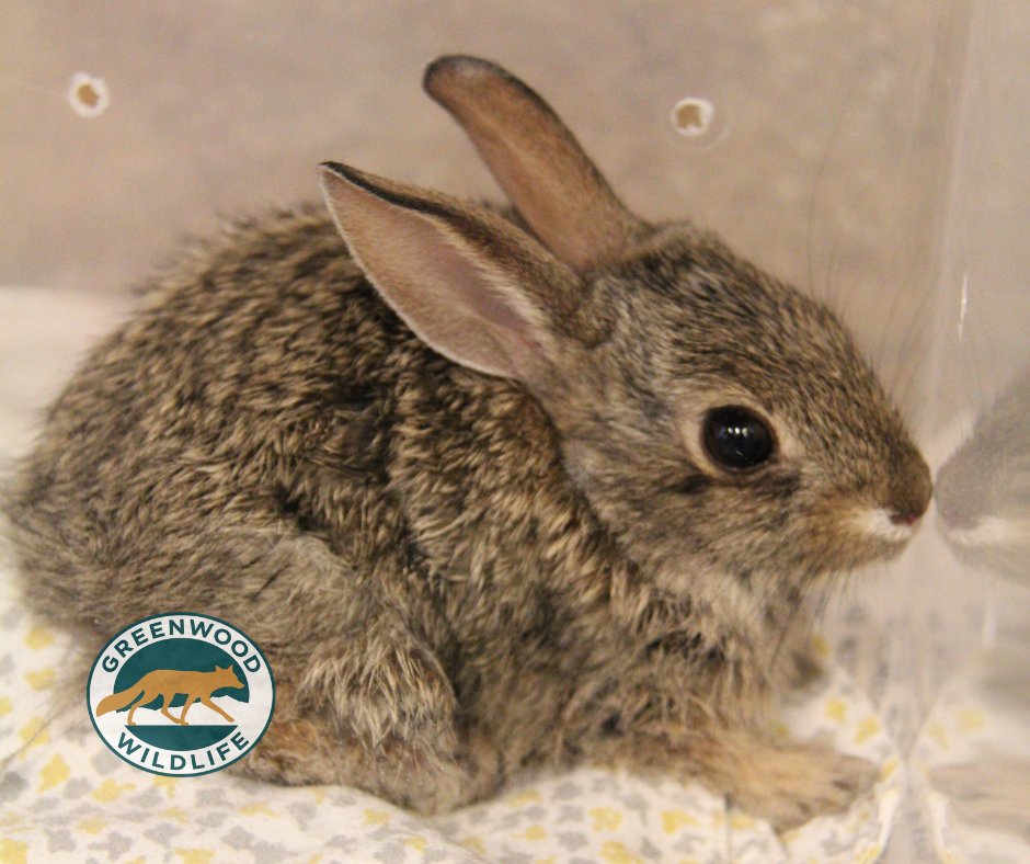 Greenwood_CO's tweet photo. This week’s featured patient is the #DesertCottontail. These rabbits reproduce from April to September, so this time of year, our Bunny Hotel is full of orphaned and injured baby bunnies.
#GreenwoodWildlife #BunnyHotel #PatientOfTheWeek https://t.co/QZnOL9fTE9