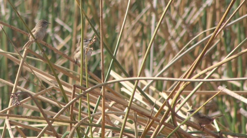 Atención! la <a href="/CAR_Cundi/">CAR Cundinamarca</a> está destruyendo hábitat clave del amenazadísimo Cucarachero de Apolinar en la laguna de #Cucunubá, urgente dejar zona de protección en juncales, espejo de agua limpio no es restauración ni conservación <a href="/avesbogota/">ABO</a> <a href="/UICNColombia/">IUCN Colombia</a> <a href="/inst_humboldt/">Instituto Humboldt</a>