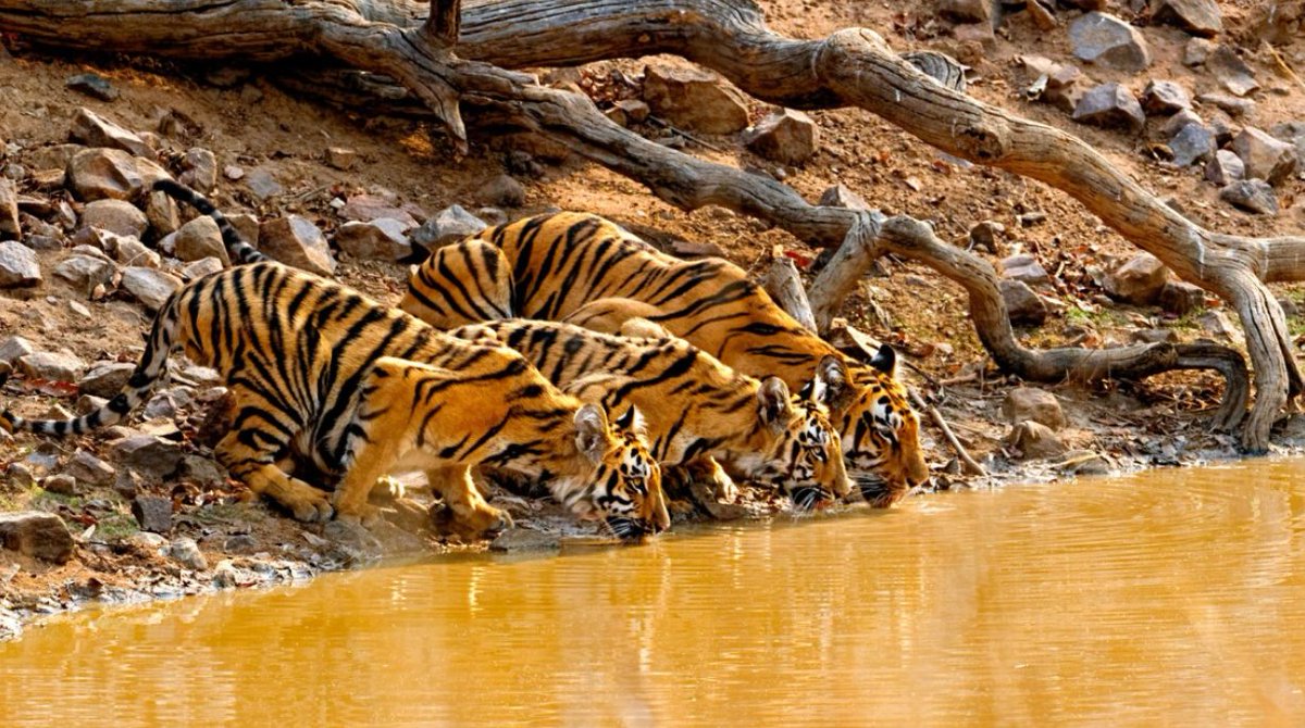 OneHealthUofG's tweet photo. FYI, @WildlifeCornell will support up to 6 postdoctoral positions as part of the K. Lisa Yang Wildlife Health Fellows Program.

The program's goal is to train the next generation of wildlife conservation &amp; #OneHealth leaders.

Apply by August 31!: https://t.co/jtM5bAo3zg https://t.co/H7JaZks4ZU