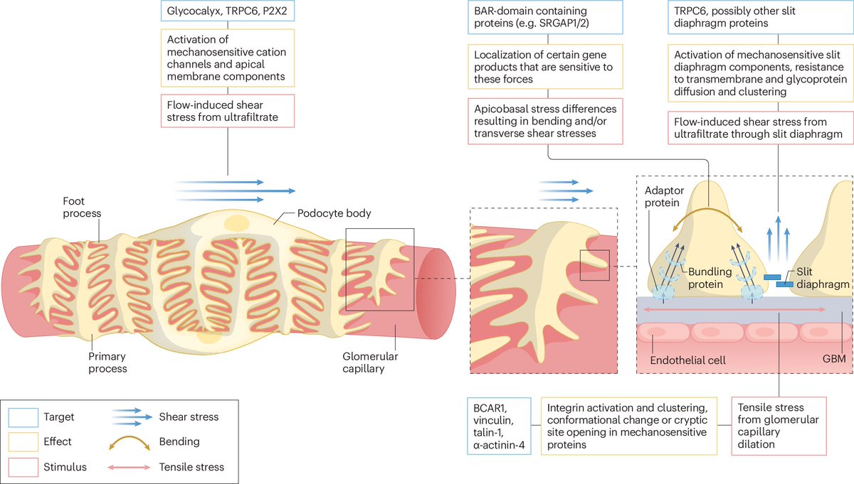 Effects of external mechanical stresses on podocytes.

go.nature.com/3XRb6Ms