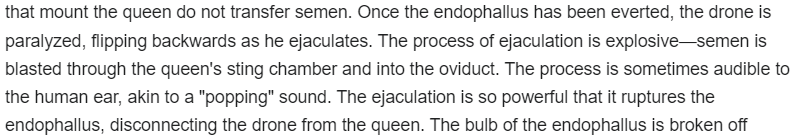 Miwabelle1's tweet image. Male Drone Bees&apos; ejaculations are so violent and forceful that it makes an audible popping noise and he also dies.