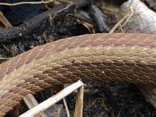 Another week, another #IdentiFriday. Can you figure out what species this is? Leave your guess in the comments!

📸: Trish Brockman  #herps #midwest #mwparc #biology #conservation