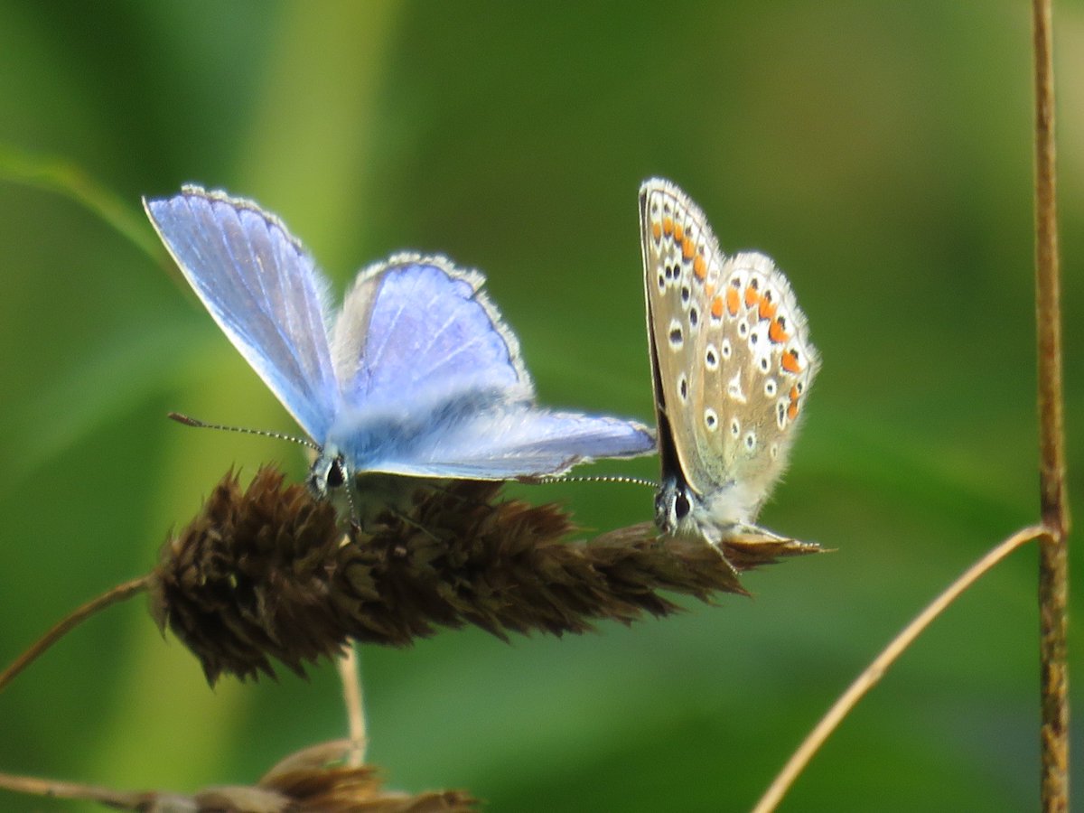 Wexcoastbirds's tweet photo. Stumbled across a nice patch of Common blue on my rambles today,,,about 30 individuals, mostly Male present, Glencoum Kilkenny.
#Flutterby https://t.co/uPn8Q1s3Gs
