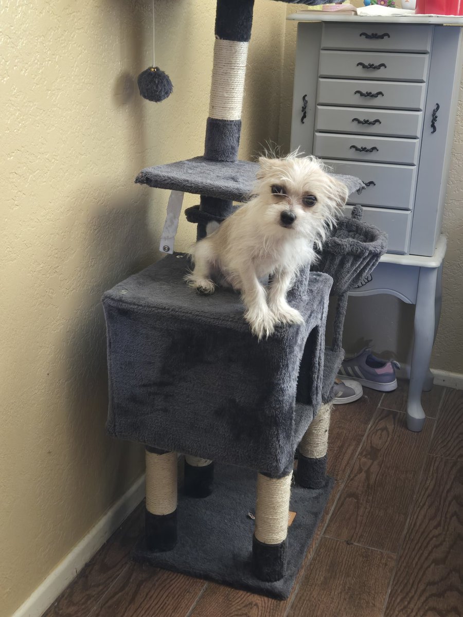 Niiko_Night 🐶⚔️VTuber🏳️‍⚧️ tweet media