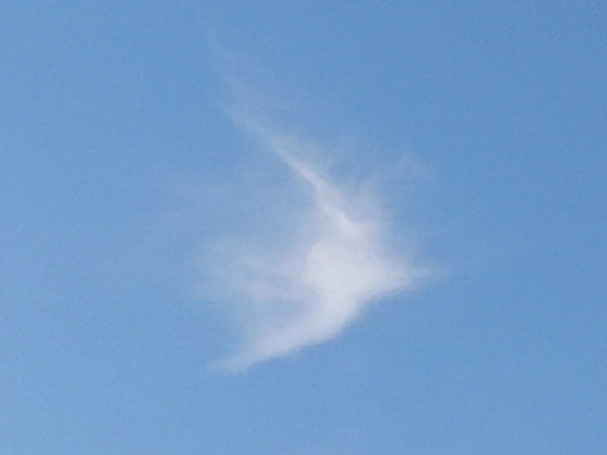 Cloud that looks like a bird, over my garden just now.