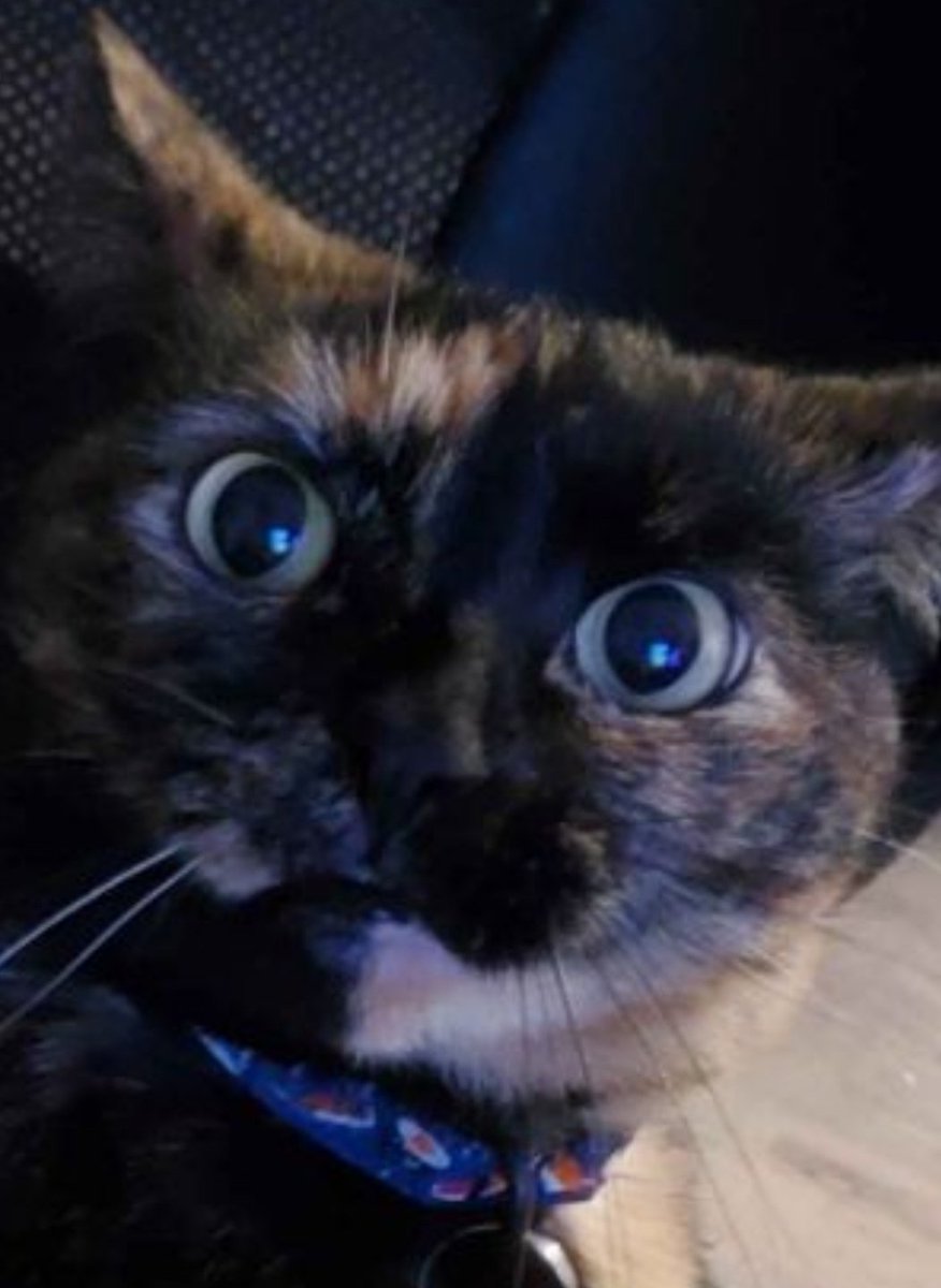 Mox Pickle tweet media