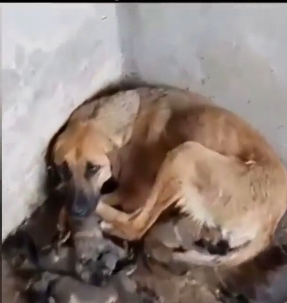 merveedoganay's tweet photo. @Cameltreiber1 @aslihan_ercan Evet hayvanlar sokaklarda yaşayamaz o yüzden barınaklarda olmalılar sizin mantığınıza göre. Bakın tedavi olmaları için gönderildikleri barınaklardaki hallerine. Burda yaşasınlar sizde rahat rahat gezersiniz. İnsanoğlu gerçekten çok bencil https://t.co/DTyJgdC0jy