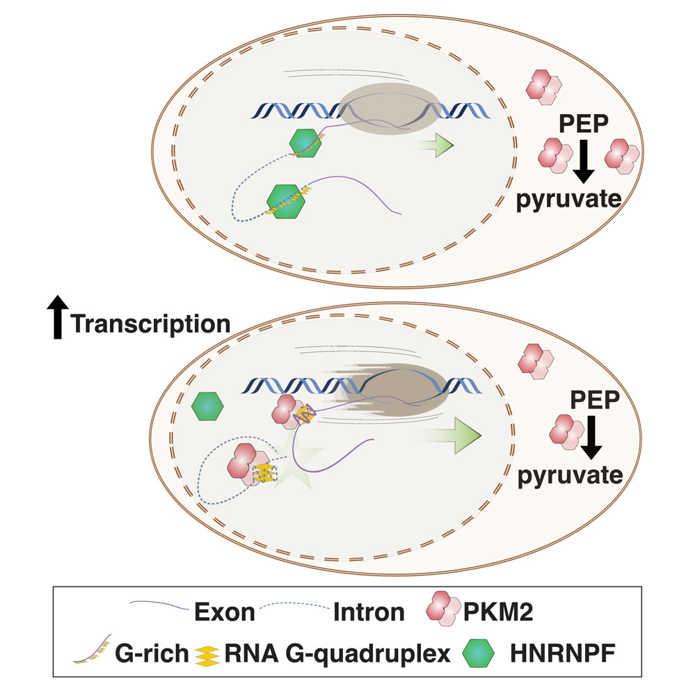 NIAMS (@nih_niams) on Twitter photo A new NIAMS-led paper, published today in <a href="/MolecularCell/">Molecular Cell</a>, provides substantial insights into the role of RNA structures in posttranscriptional gene regulation.
Read the abstract: cell.com/molecular-cell…
#NIAMSIntramural A new NIAMS-led paper, published today in <a href="/MolecularCell/">Molecular Cell</a>, provides substantial insights into the role of RNA structures in posttranscriptional gene regulation.
Read the abstract: cell.com/molecular-cell…
#NIAMSIntramural